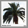palm tree photograph wall sticker