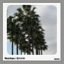 palm tree photograph wall stickers