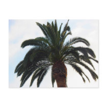 Palm Tree Post Card postcards by DonnaGrayson Palm Tree Post Card postcards