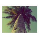 Palm Tree Post Cards