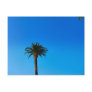 palm tree
