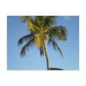 Palm Tree Postcard