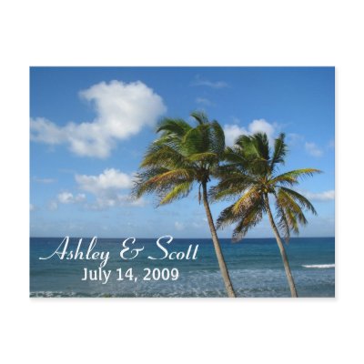 Palm Tree Postcard