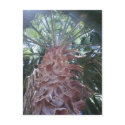 Palm Tree Postcard by mikek92349 Palm Tree Postcard