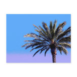 palm tree postcards
