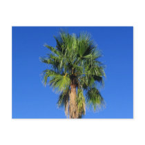 Palm Tree postcards by camobabygifts Palm Tree postcards