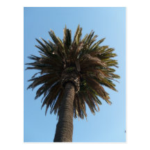 Palm Tree Postcard
