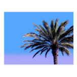 palm tree postcards