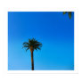 Palm Tree