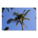 Palm Tree posters by JudyKay7 Palm Tree posters