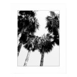 Palm Tree
