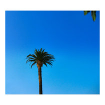 Palm Tree posters by DonnaGrayson Palm Tree posters