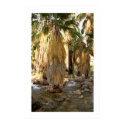 Palm Tree posters by jupp Palm Tree posters