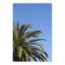 palm tree