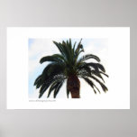 Palm Tree Poster Print