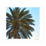 Palm Tree Poster Print posters