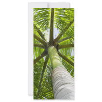 Palm tree rack card