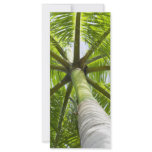 Palm tree rack cards