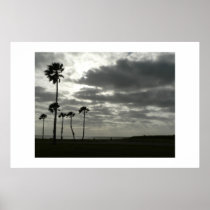 Palm tree silhouettes. posters