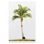 Palm tree customized stationery