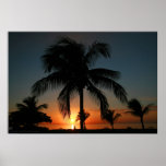 Palm Tree Sunset Posters