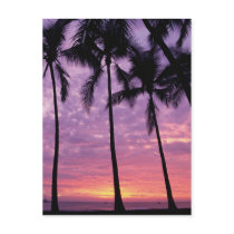 Palm Trees Against Sky Postcard