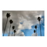 palm trees and clouds