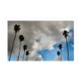 palm trees and clouds