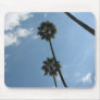 Palm Trees and Sky