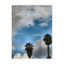 palm trees and sky