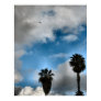 palm trees and sky