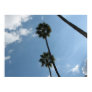 Palm Trees and Sky