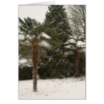 winter, season, snow, palm, trees, weather,