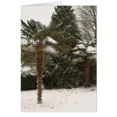 Palm Trees and Snow Greeting Card by kchwxdr