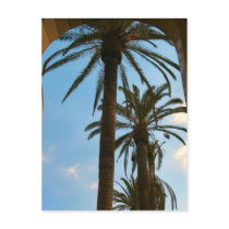 Palm Trees at Union Station Postcard