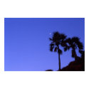 Palm trees by moonlight in The Gambia posters by ambrosebrown Palm trees by moonlight in The Gambia posters