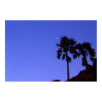 Palm trees by moonlight in The Gambia posters