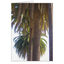Palm Trees cards by DonnaGrayson Palm Trees cards