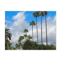 Palm Trees & Clouds Postcards