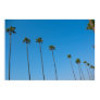 Palm Trees in a Row