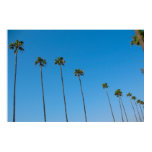 Palm Trees in a Row posters
