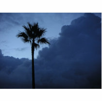 Palm Trees In The Morning photo sculptures by lifesphere Palm Trees In The Morning photo sculptures