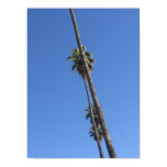 Palm Trees in the Sky posters