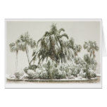 Palm Trees in the Snow Card