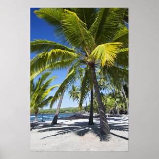 Palm trees, National Historic Park Pu&#39;uhonua o Poster