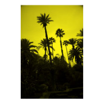 Palm Trees of Morocco posters