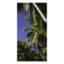 Palm trees on a Caribbean tropical island Custom Photo Card