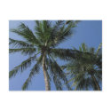 Palm Trees on Postcard