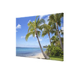 Palm trees on the beach in Hawaii. Stretched Canvas Prints