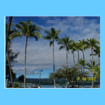 Palm Trees on the Big Island of Hawaii postcards